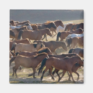 Paarden op de ranch, Binnen-Mongolië, China Magneet
