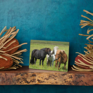 Paarden op de ranch, Zuid-IJsland Fotoplaat