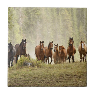 Paarden op de top van een kleine heuvel tijdens ee tegeltje