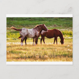 Paarden op de weide briefkaart