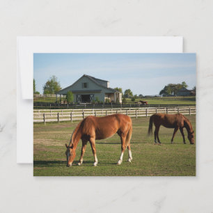 Paarden op een ranch in Alabama Briefkaart