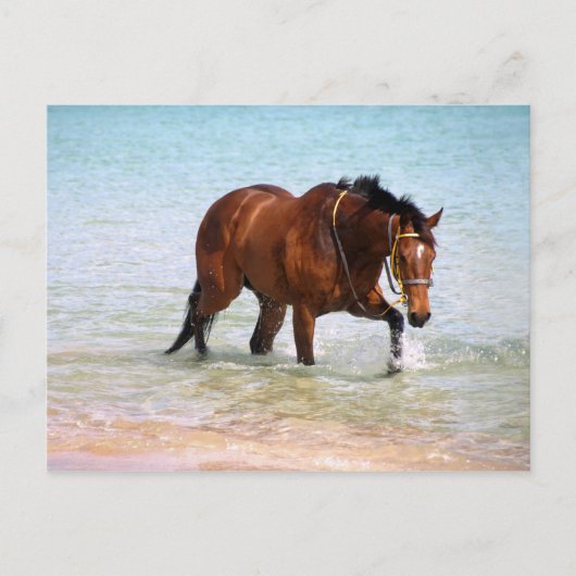 Paarden op het strand Briefkaart (Voorkant)