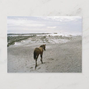 Paarden op het strand briefkaart