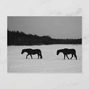 Paarden op sneeuw pccna briefkaart