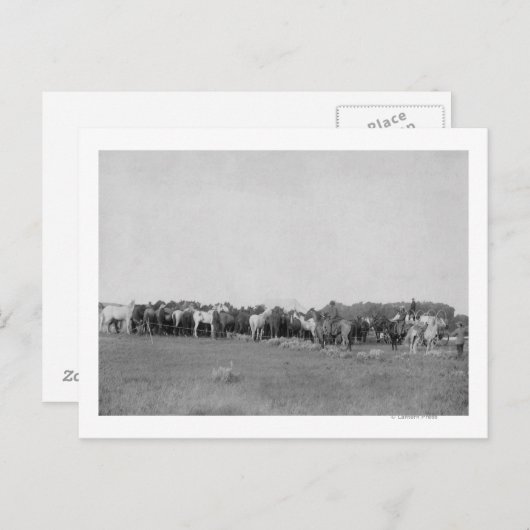 Paarden opgehangen door Cowboys Foto Briefkaart (Voorkant / Achterkant)