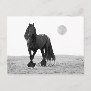 Paarden perfect briefkaart