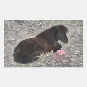 paarden pony shetty animal minihorse rechthoekige sticker
