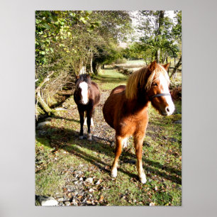PAARDEN POSTER