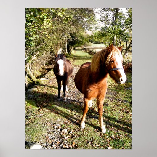 PAARDEN POSTER (Voorkant)