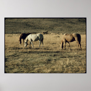  paarden poster