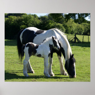 Paarden Poster