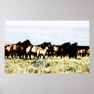 paarden poster