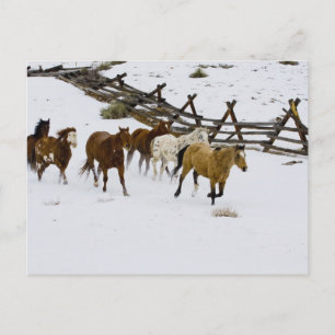 Paarden rennen in de sneeuw briefkaart