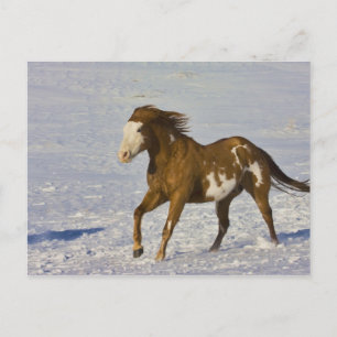 Paarden rennen in de sneeuw briefkaart