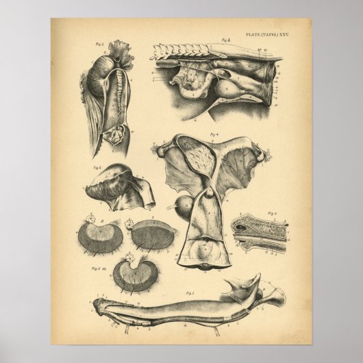 Paarden Reproductive Anatomy 1908  Print (Voorkant)
