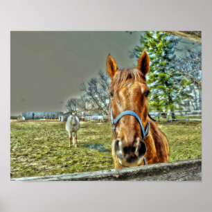 Paarden Rustisch Land Western Equestriaans Boerder Poster