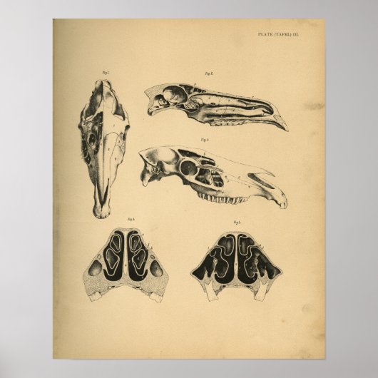 Paarden schedel anatomie 1908 Vintage afdruk Poster (Voorkant)