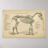 Paarden Skeleton Anatomie  Veterinary Print (Voorkant)