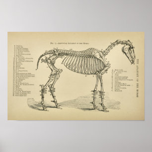 Paarden Skeleton Anatomie  Veterinary Print