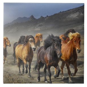 paarden spoor tegel tegeltje