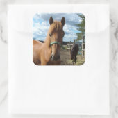 Paarden stickers (Tas)