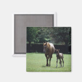 Paarden - Thoroughbred, Mare and Foal Magneet (Voorkant / Achterkant)