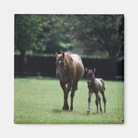 Paarden - Thoroughbred, Mare and Foal Magneet (Voorkant)