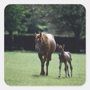Paarden - Thoroughbred, Mare and Foal Vierkante Sticker