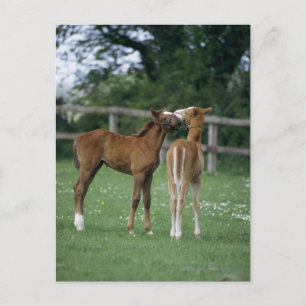 Paarden - Thoroughbreds, Foals, Briefkaart