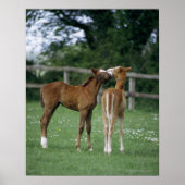 Paarden - Thoroughbreds, Foals, Poster (Voorkant)