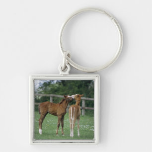 Paarden - Thoroughbreds, Foals, Sleutelhanger