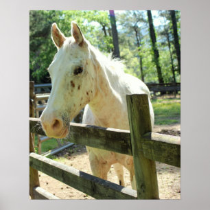 Paarden toepassen poster