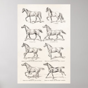  paarden uit de jaren 1800, die geïllustreerd zijn poster