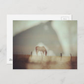 Paarden van Angelandspot Briefkaart (Voorkant / Achterkant)