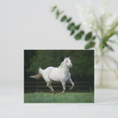 Paarden van Appaloosa die 1 lopen Briefkaart (Staand voorkant)