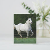 Paarden van Appaloosa die 1 lopen Briefkaart (Staand voorkant)