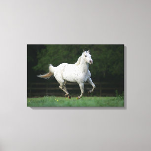 Paarden van Appaloosa die 1 lopen Canvas Afdruk