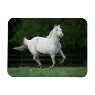 Paarden van Appaloosa die 1 lopen Magneet