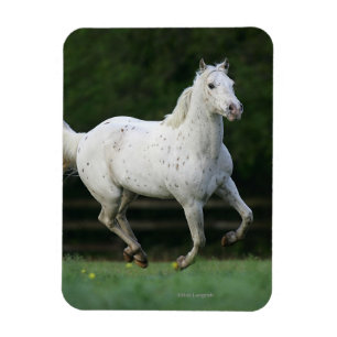 Paarden van Appaloosa die 1 lopen Magneet