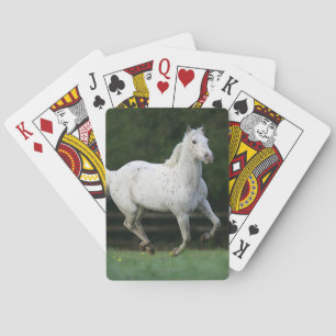 Paarden van Appaloosa die 1 lopen Pokerkaarten