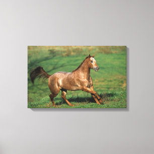 Paarden van Appaloosa die in Grassy Field lopen Canvas Afdruk