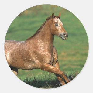 Paarden van Appaloosa die in Grassy Field lopen Ronde Sticker