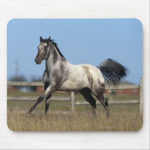 Paarden van Appaloosa die lopen 3 Muismat