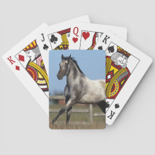 Paarden van Appaloosa die lopen 3 Pokerkaarten