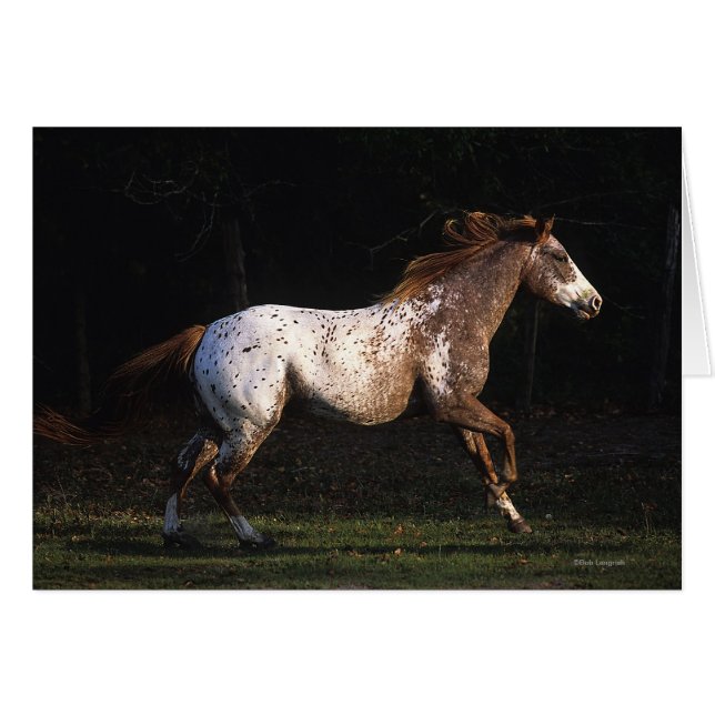 Paarden van Appaloosa die lopen 4 (Voorkant Horizontaal)