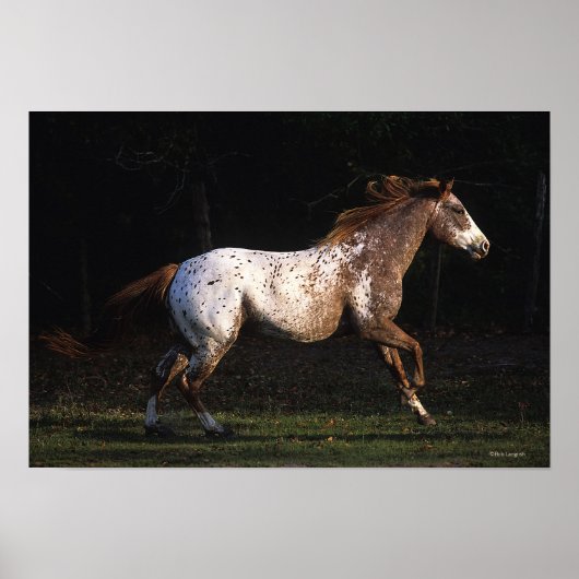 Paarden van Appaloosa die lopen 4 Poster (Voorkant)