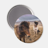 Paarden van IJsland Magneet (Voorkant / Achterkant)