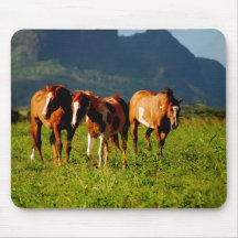 Paarden van Kauai