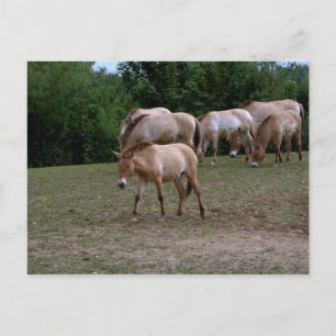 Paarden van Przewalski Briefkaart
