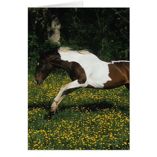 Paarden van verf die in het veld Bloemen lopen (Voorkant)
